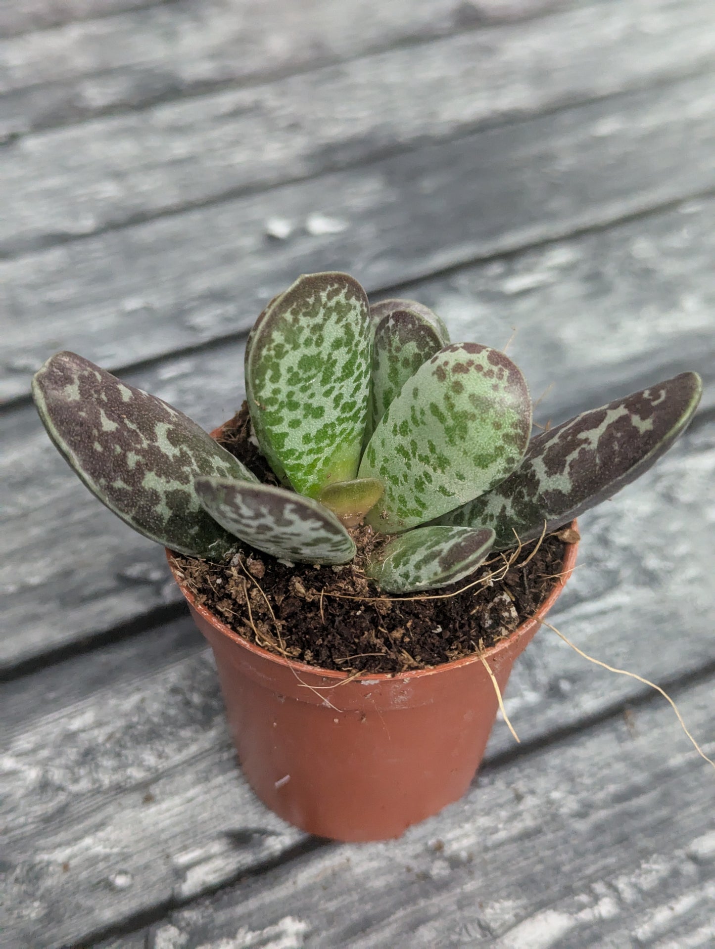 Adromischus Maculatus