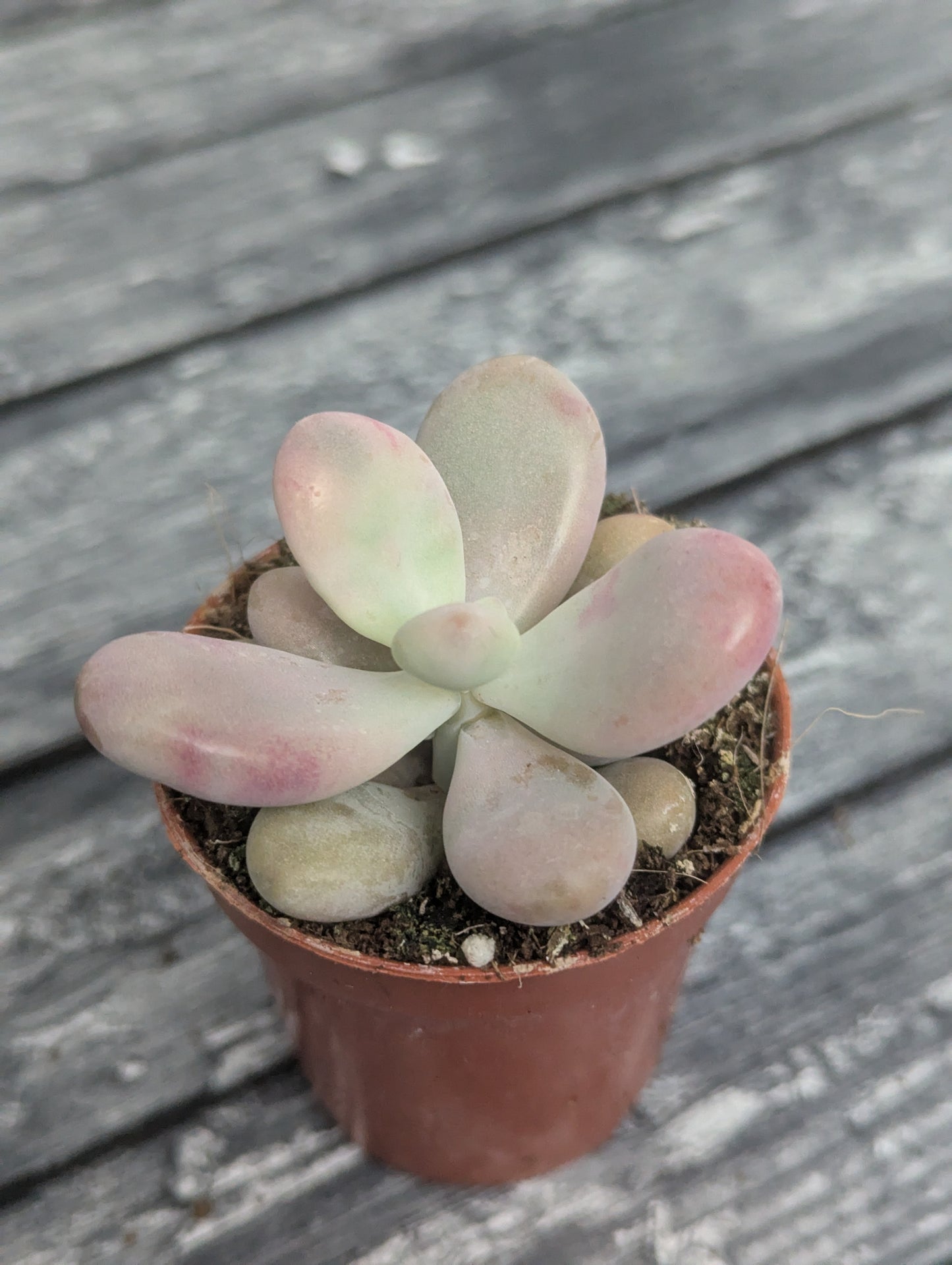 Graptopetalum amethystinum