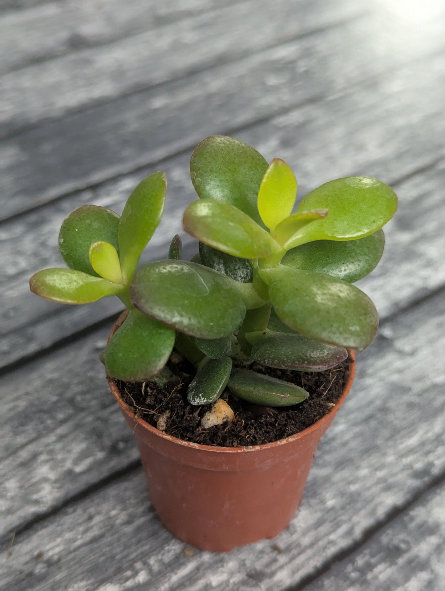 Crassula ovata minor