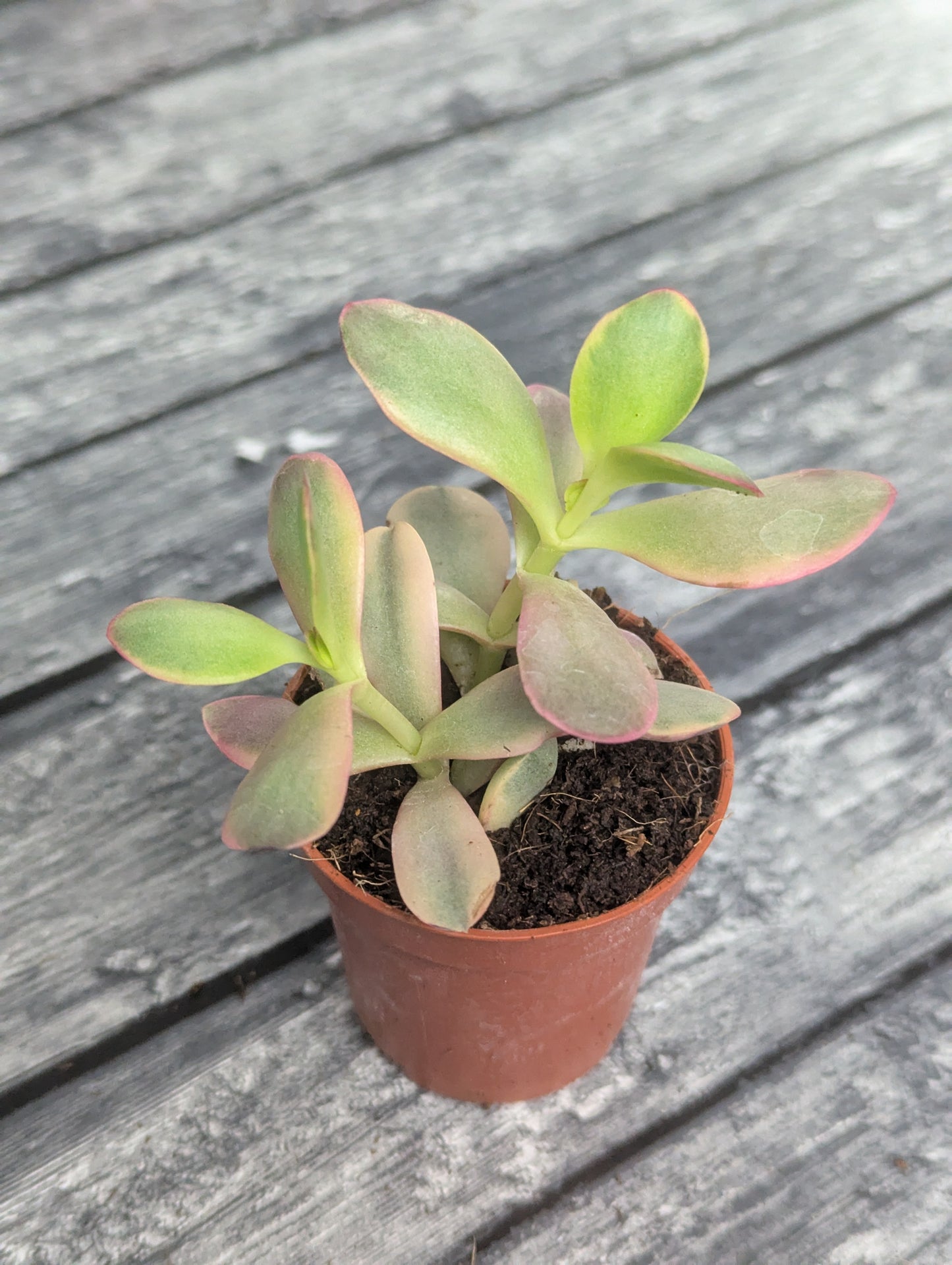 Crassula ovata 'Hummel's Sunset'