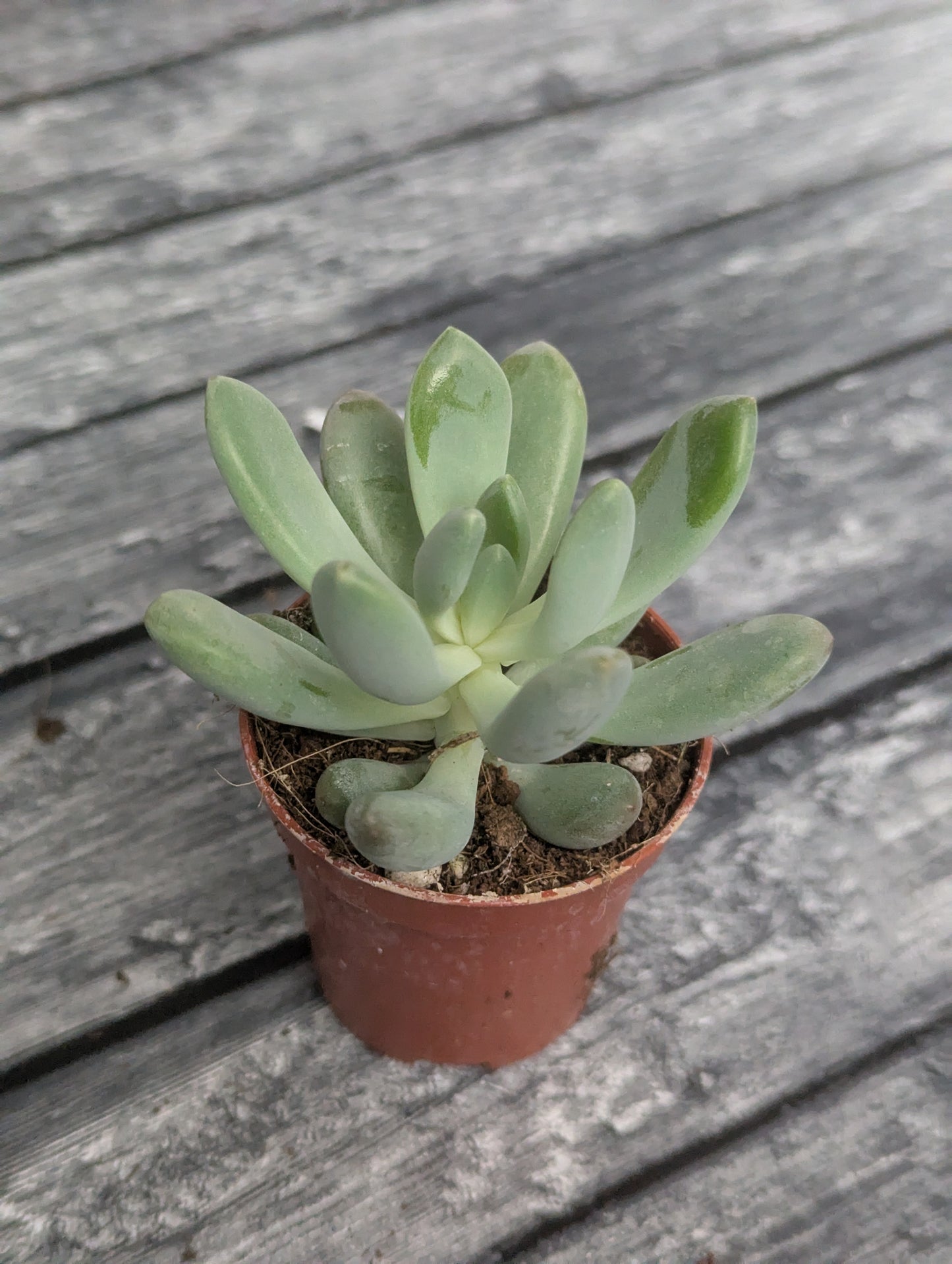 Pachyveria