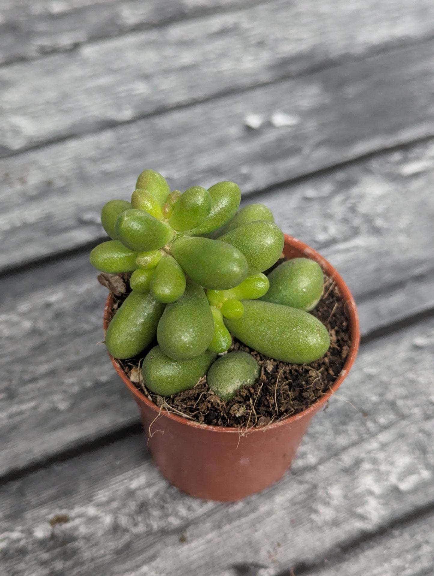 Sedum Hernandezii