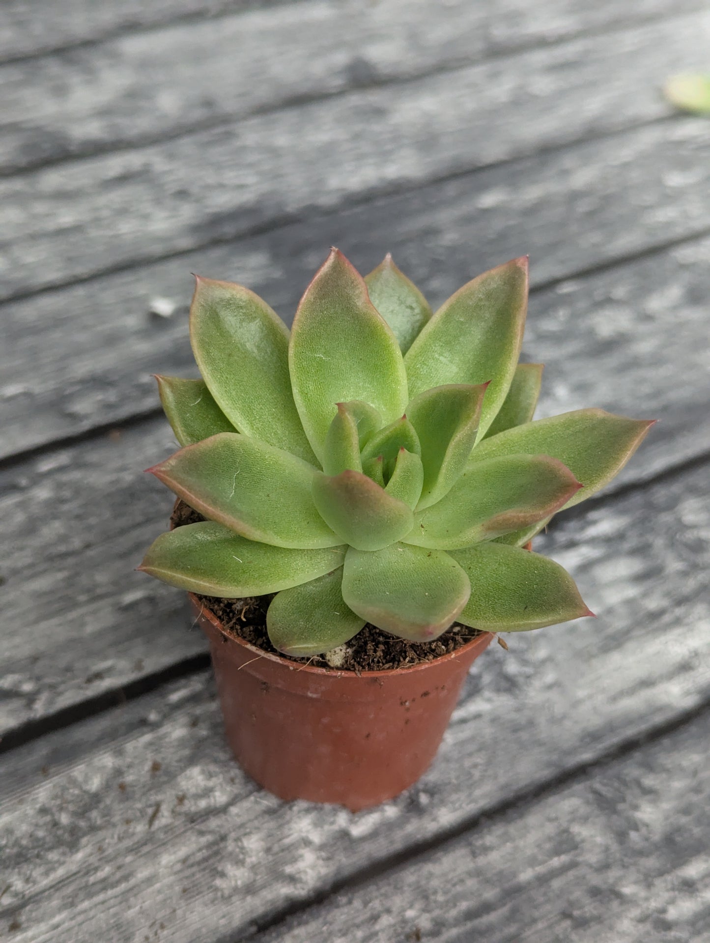 Echeveria agavoides