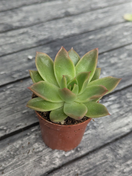 Echeveria agavoides