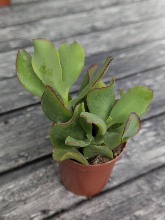 Crassula arborescens ssp. undulatifolia