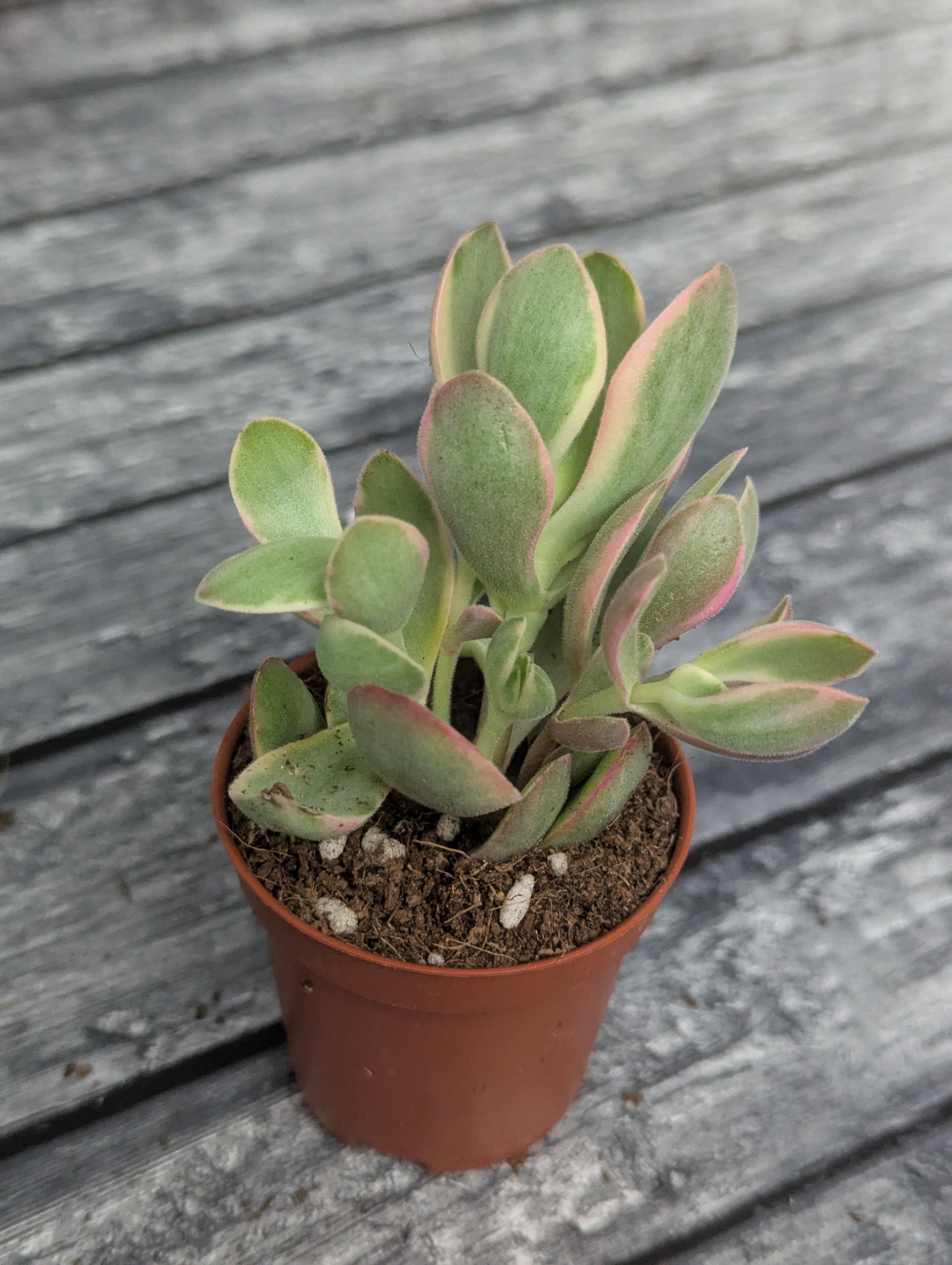 Crassula ´Money Maker`