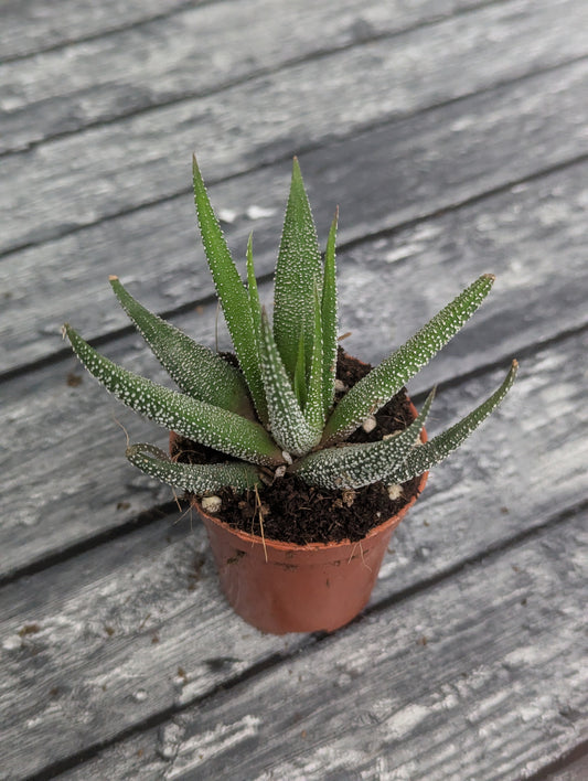 Haworthia fasciata 'Concolor'