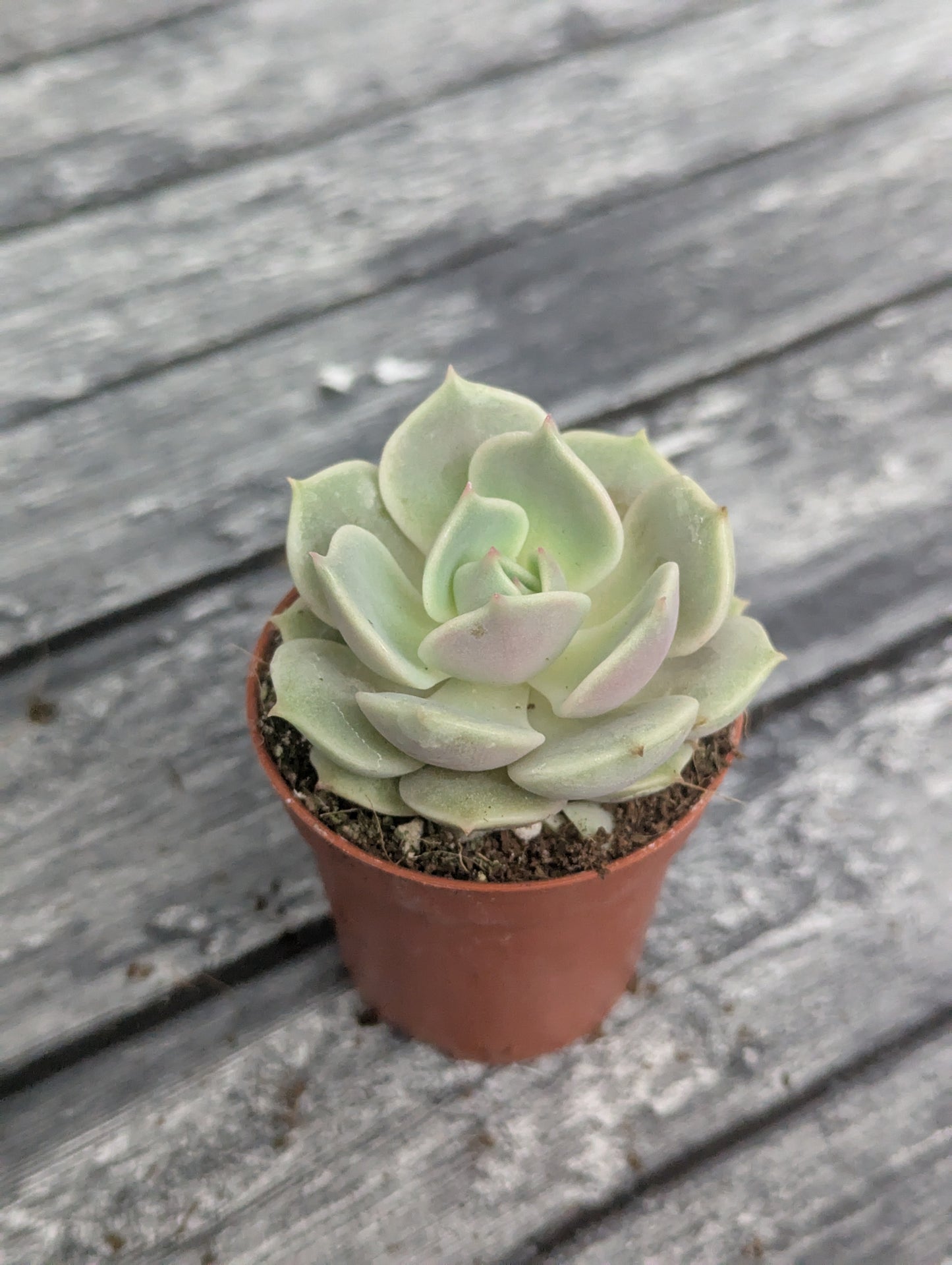 Echeveria lola