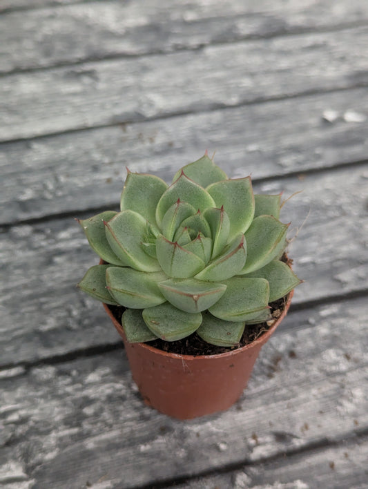 Echeveria fabiola