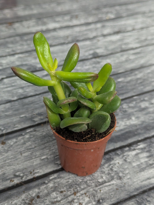 Crassula ovata 'Gandalf'