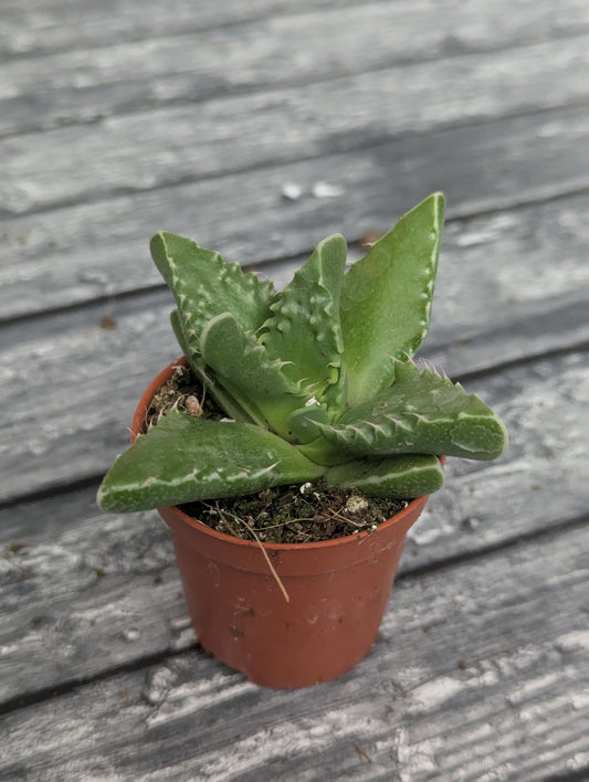 Faucaria felina ssp. tuberculosa