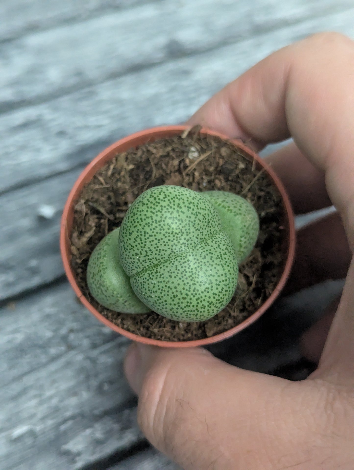 Pleiospilos nelii