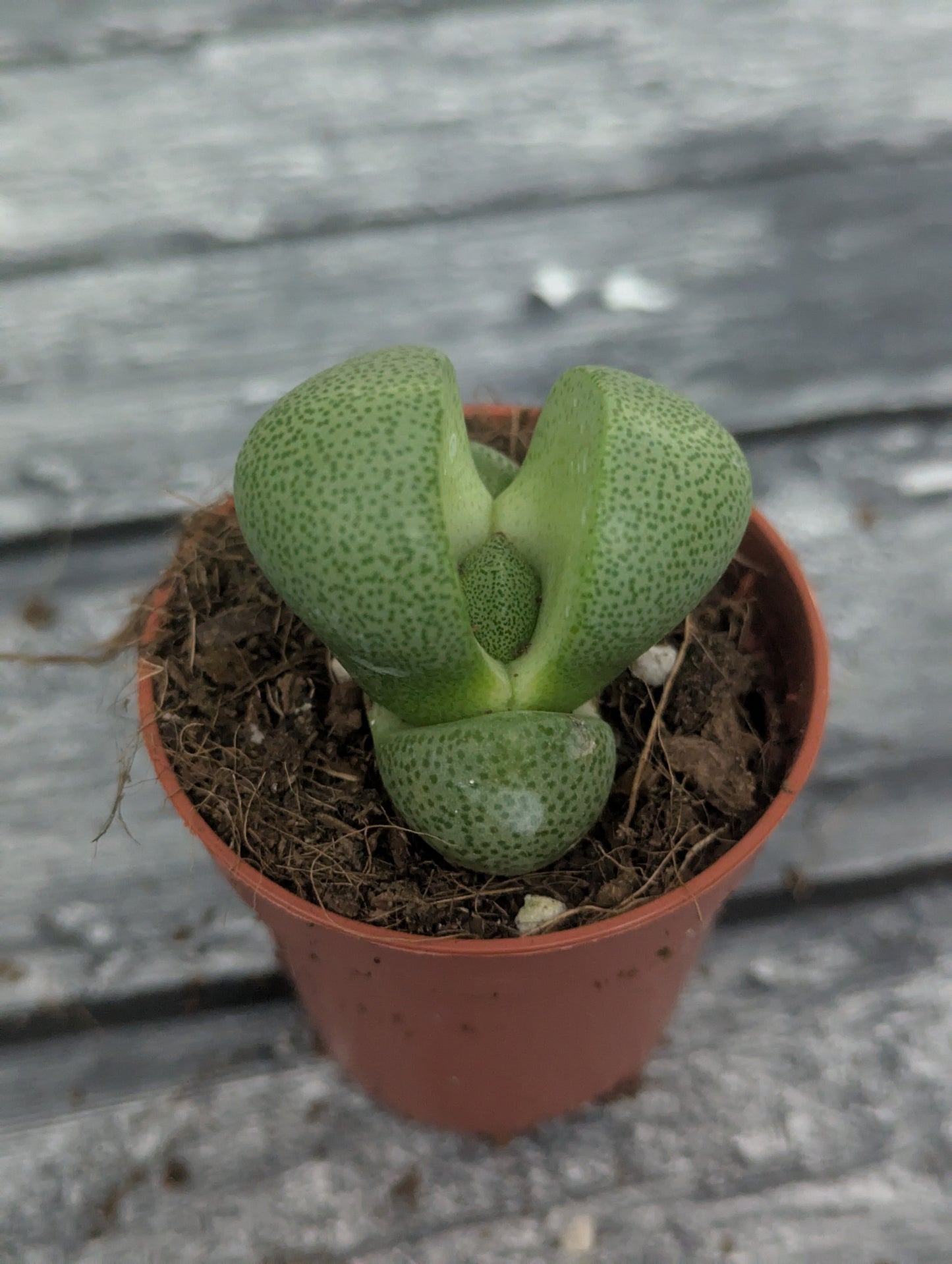 Pleiospilos nelii