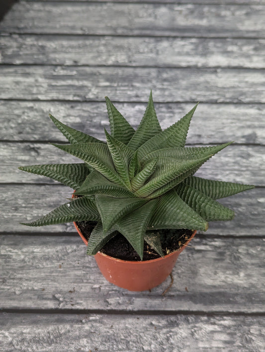 Haworthiopsis limifolia