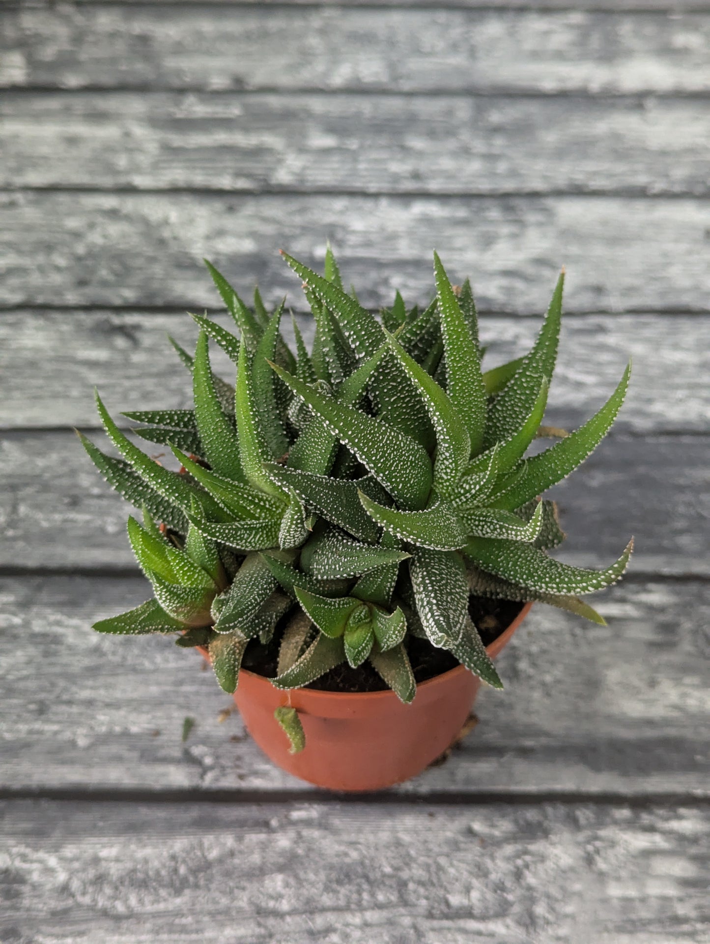 Hawortia fasciata "concolor" (M8,5cm)