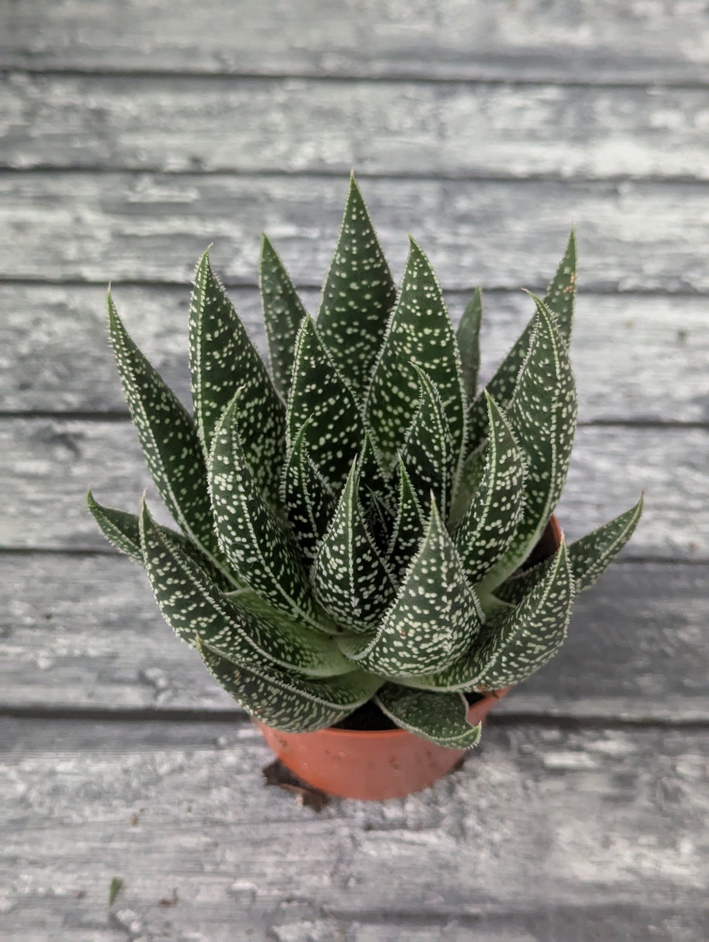 Aristaloe aristata