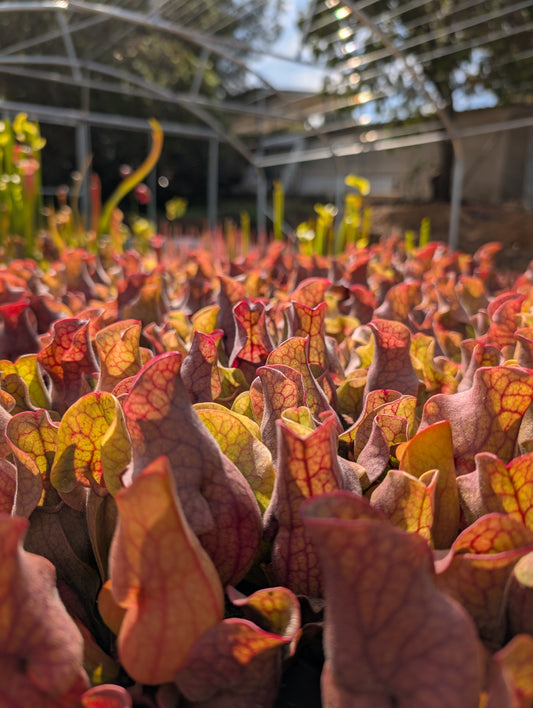 Sarracenia Purpurea