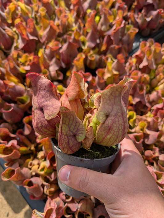 Sarracenia Purpurea