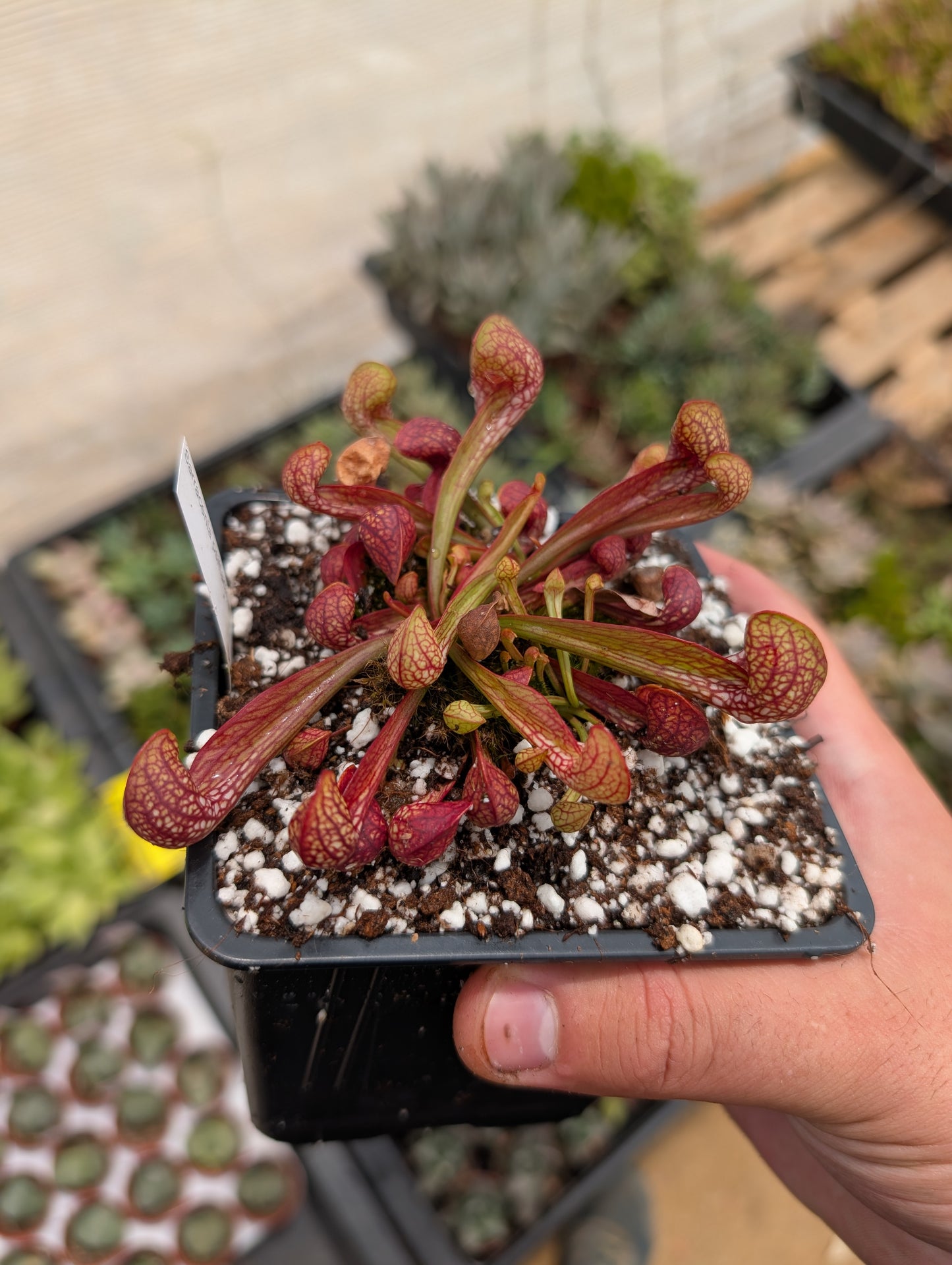 Sarracenia Psittacina