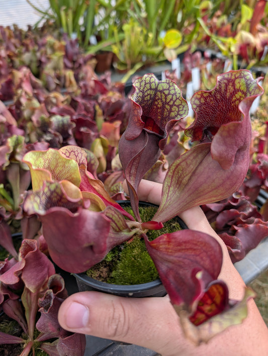 Sarracenia Purpurea subsp. venosa red (seedgrow - Patrick De Wolf)
