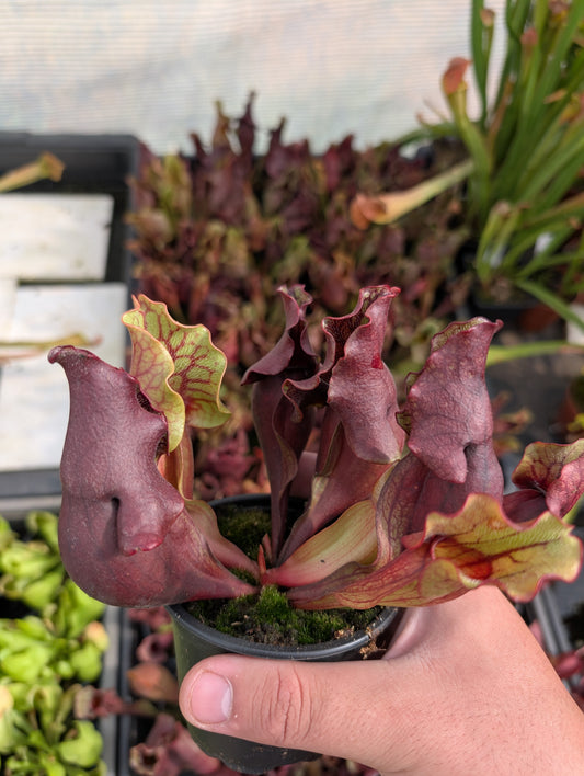 Sarracenia Purpurea subsp. venosa red (seedgrow - Patrick De Wolf)