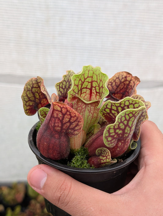 Sarracenia Purpurea subsp. venosa heavily veined (seedgrow - Patrick De Wolf)