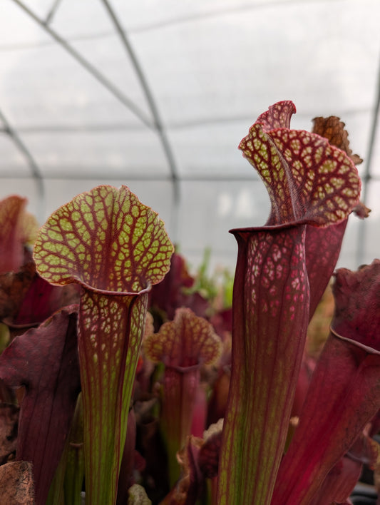 Sarracenia Mitchell 2 (Patrick De Wolf)