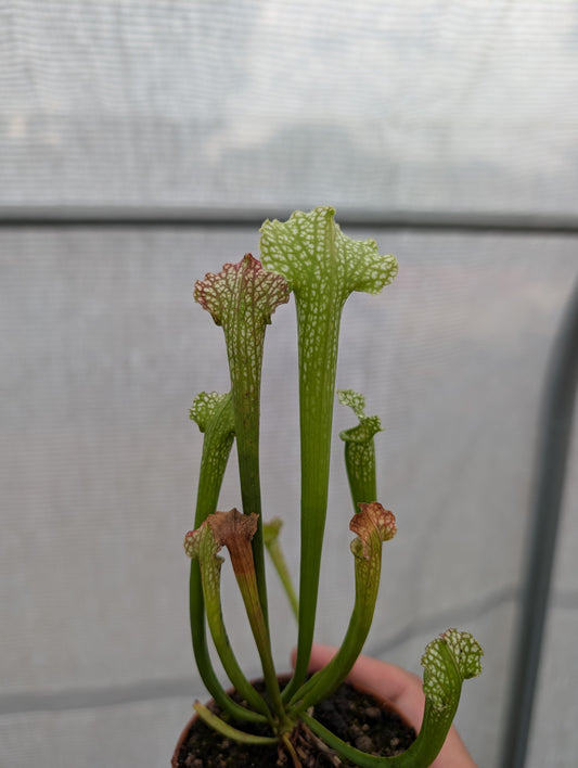 Sarracenia Nazarí