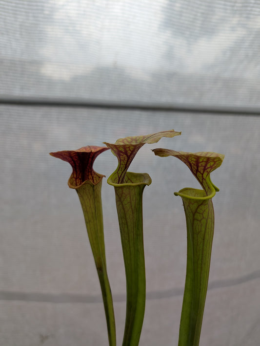 Sarracenia Flava hybrid (Patrick De Wolf)