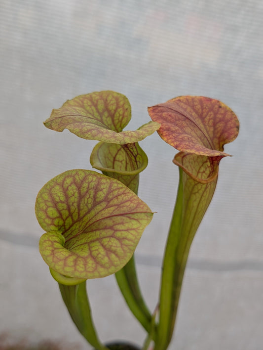 Sarracenia Flava hybrid (Patrick De Wolf)