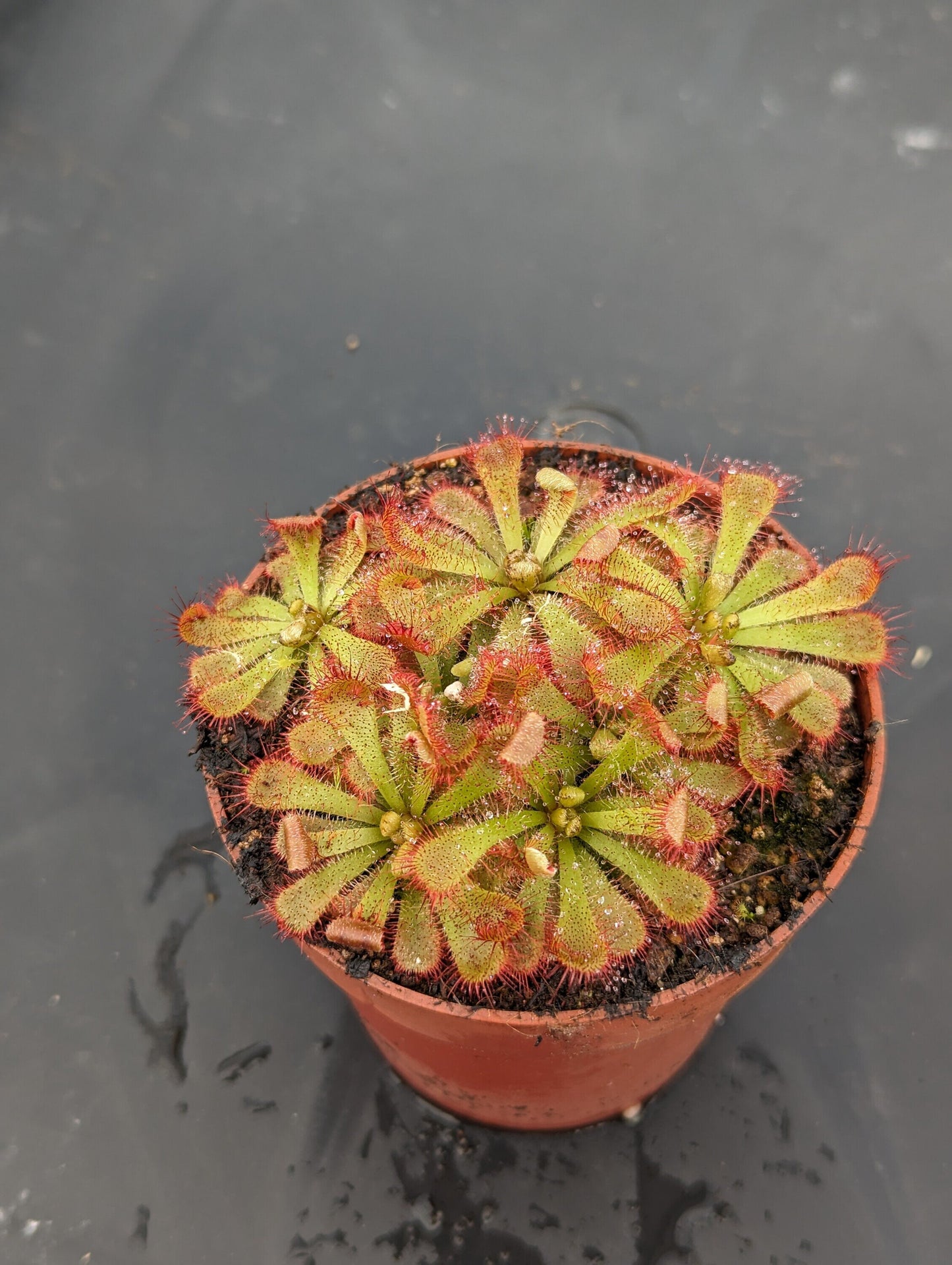 Drosera aliciae