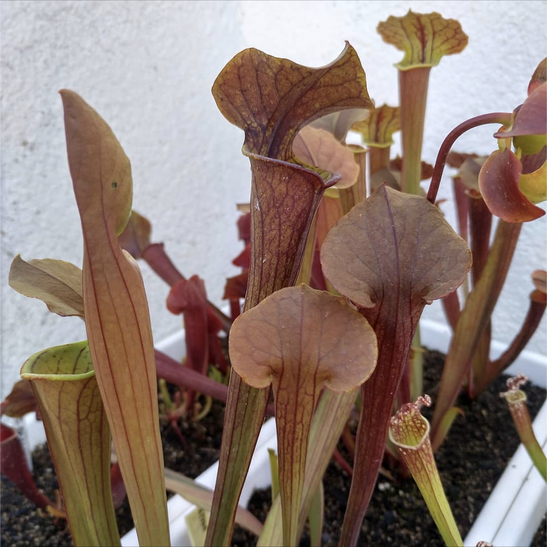 Sarracenia Tygo