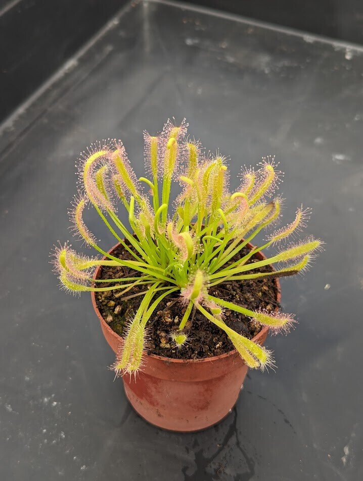 Drosera capensis alba