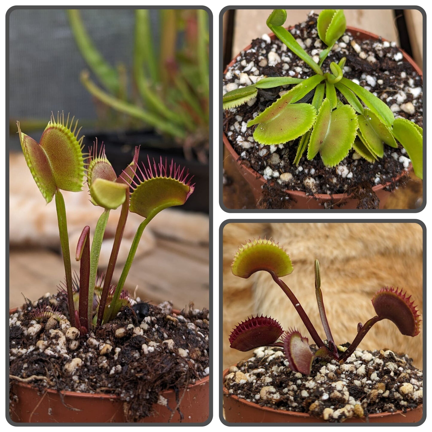 Pack cultivares Dionaea 1