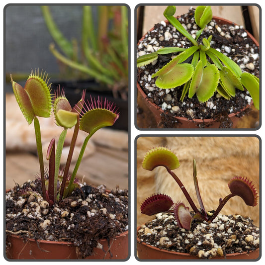 Pack cultivares Dionaea 1