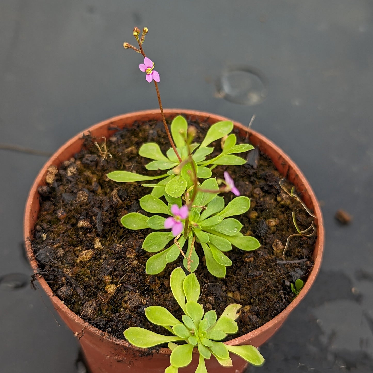 Stylidium debile