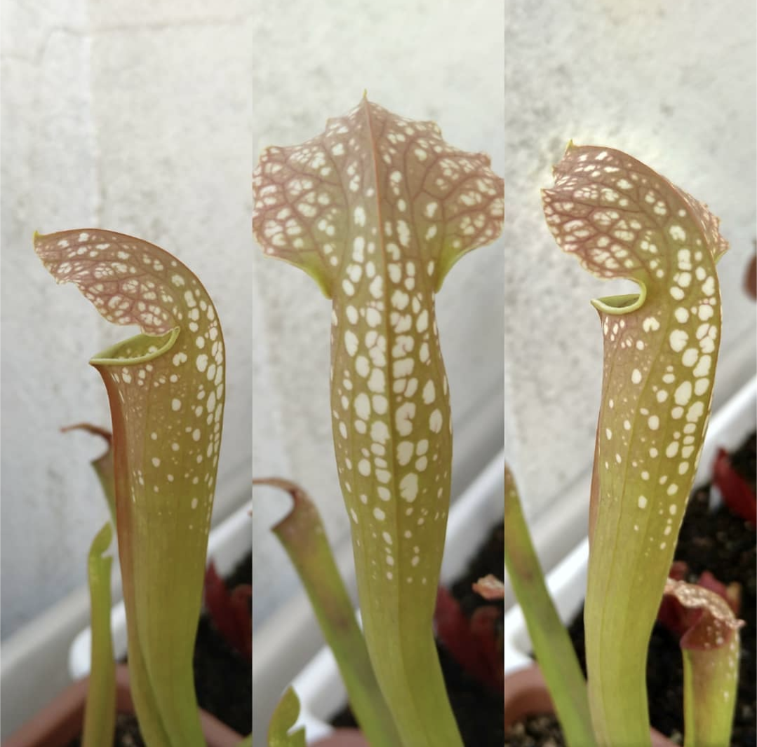 Sarracenia Excellens