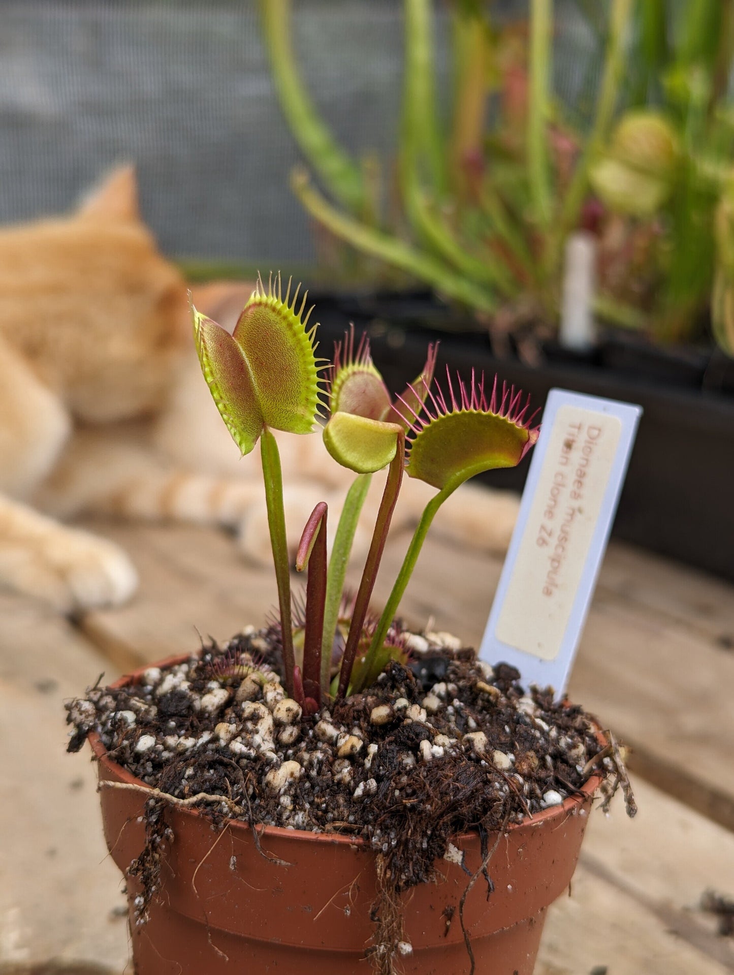 Dionaea muscipula Titan clone Z6