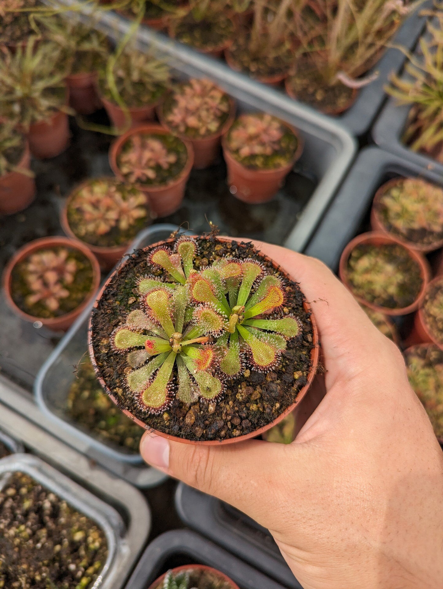 Drosera venusta