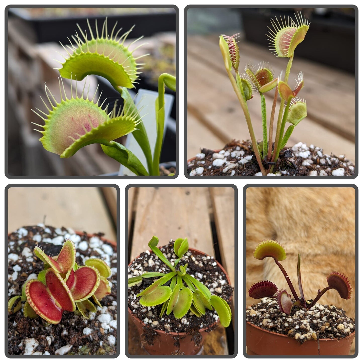 Pack cultivares Dionaea 3