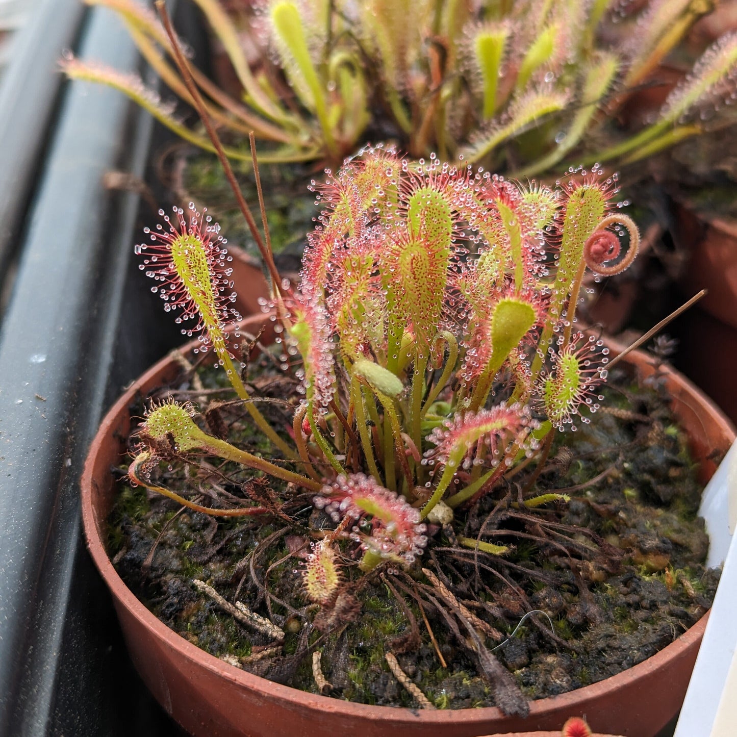 Drosera nidiformis