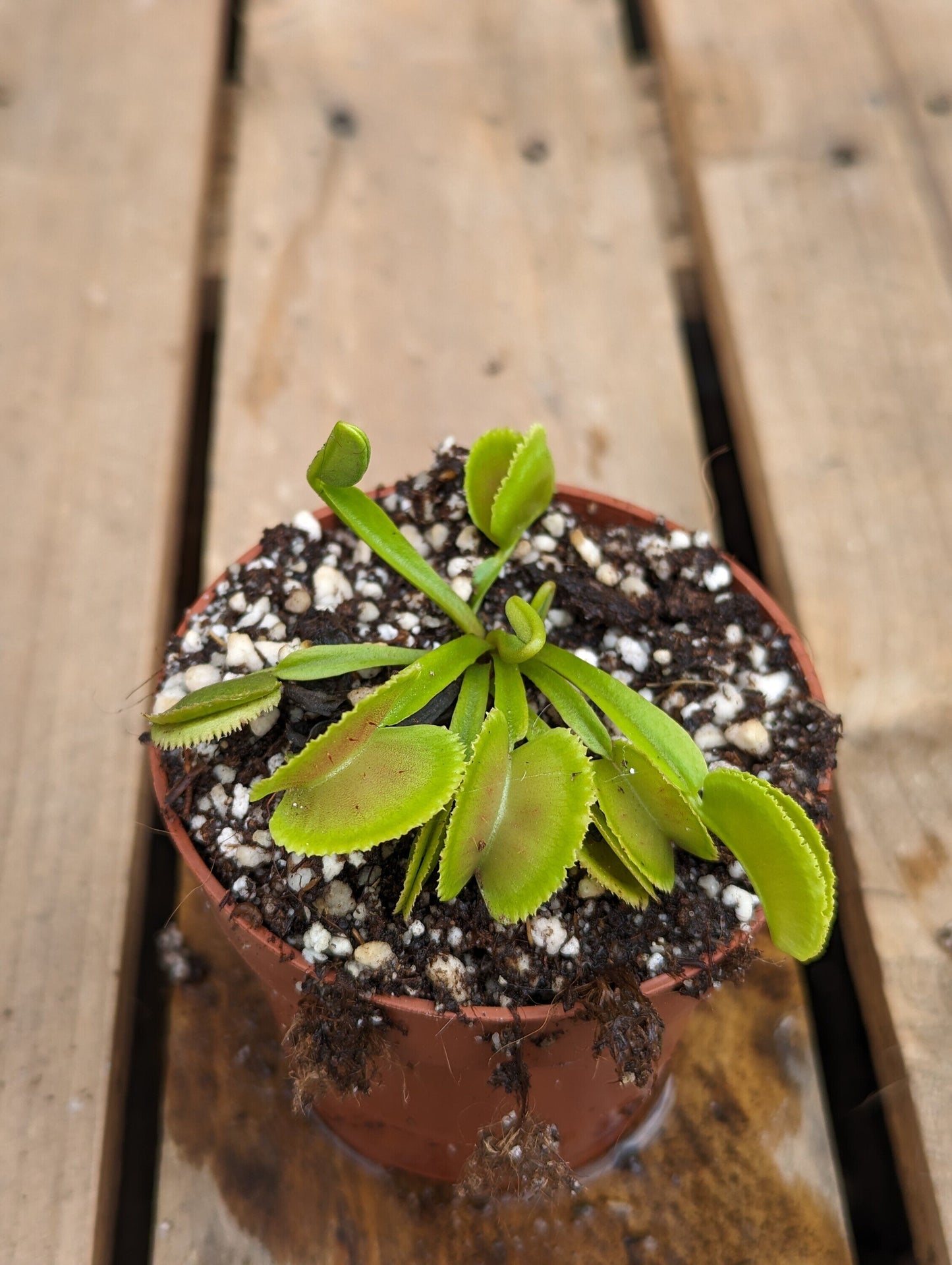 Dionaea muscipula Whale