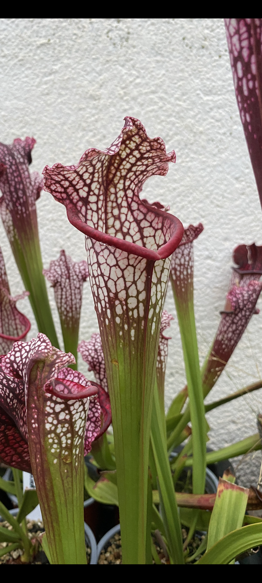 Sarracenia Leucophylla royal red