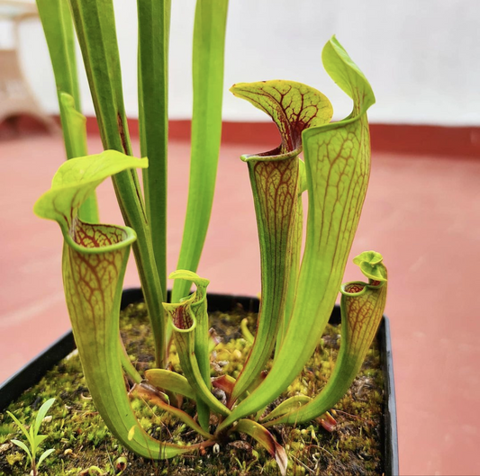 Sarracenia Oreophila