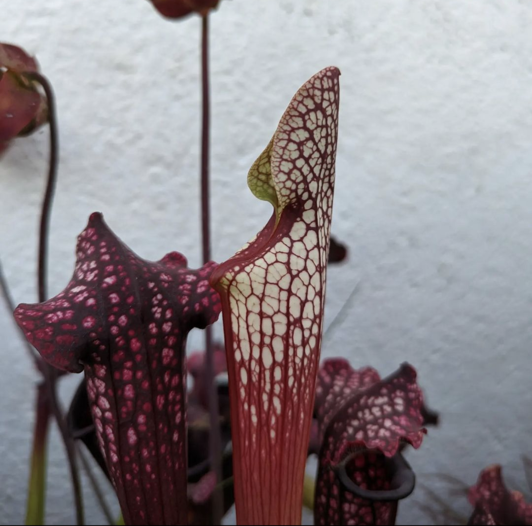 Sarracenia Leucophylla royal red