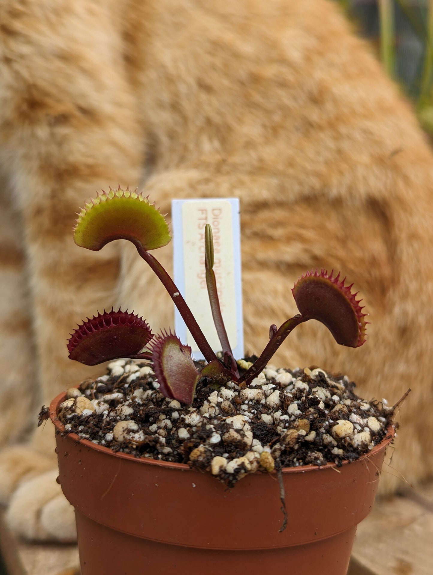 Dionaea muscipula FTS Archangel