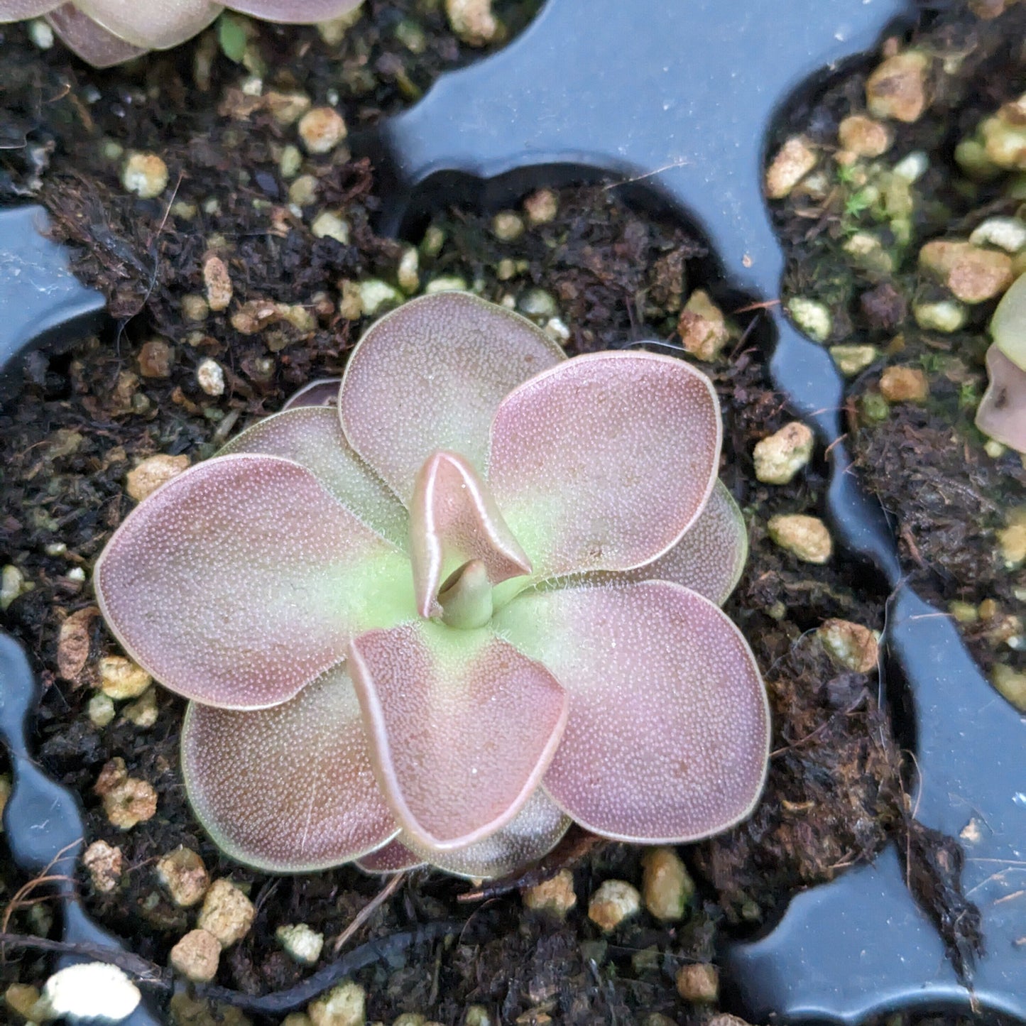 Pinguicula x fake weser