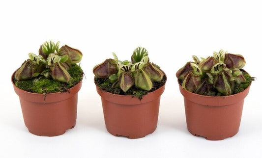 Planta carnívora - Cephalotus follicularis - Carniterrace - Comprar en tienda online