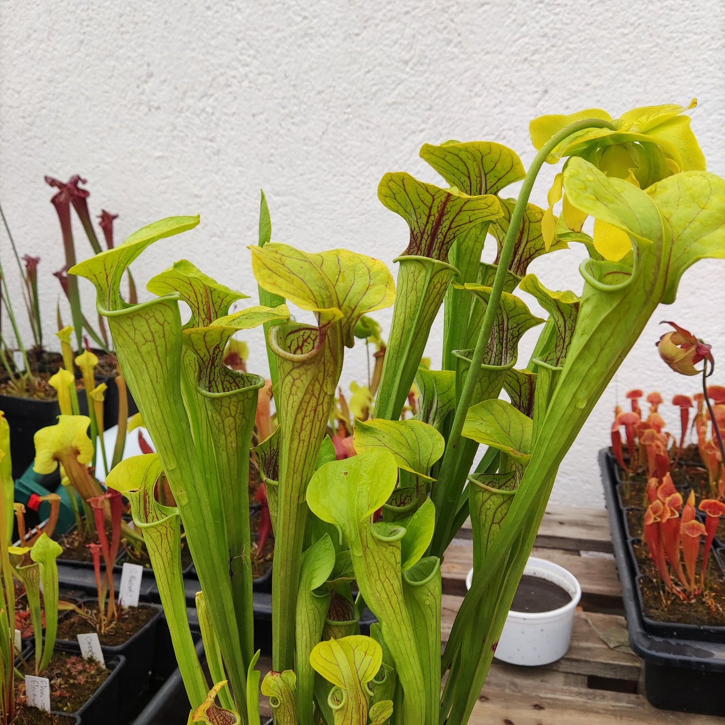 Sarracenia Oreophila