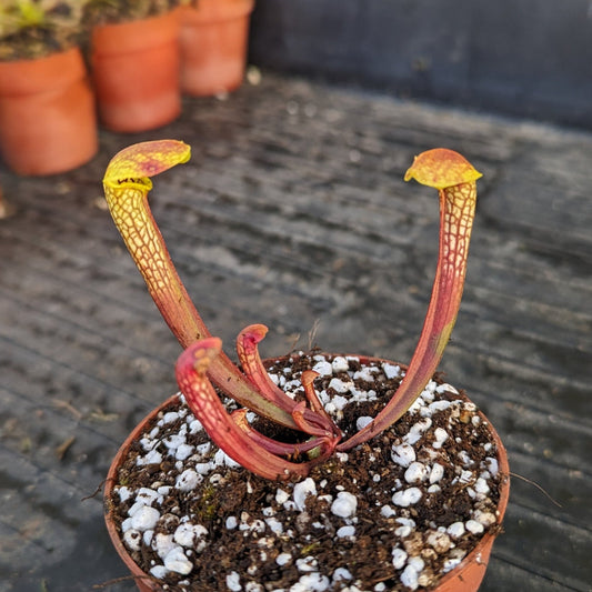 Sarracenia Hummer's hummerhead